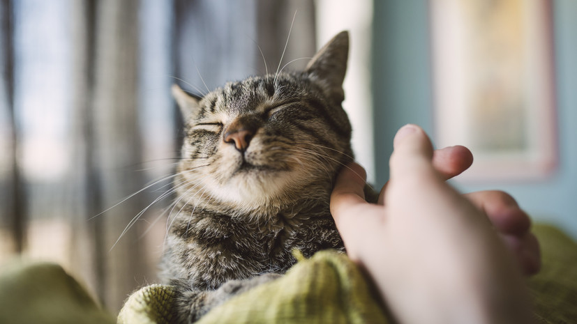 Ветеринар Сиротина призвала не гладить кошек против шерсти
