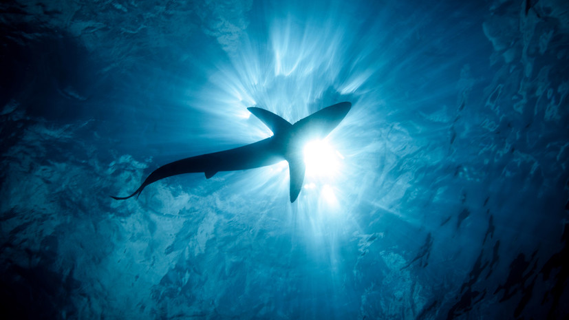 В Новой Зеландии акула атаковала корму катамарана