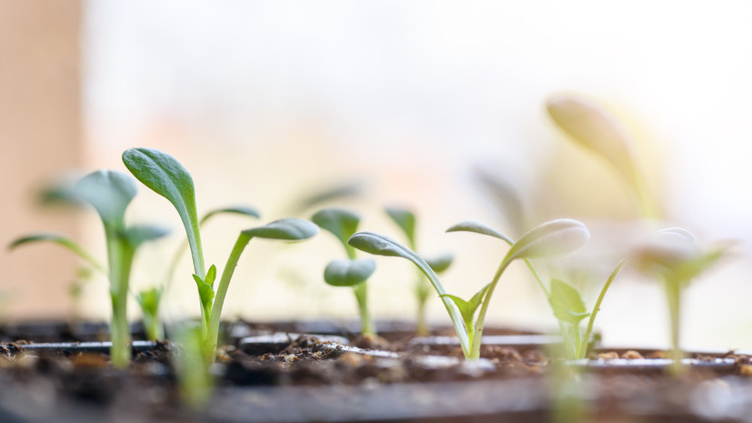 Биолог Татаренко посоветовала сажать кабачки на рассаду после 20 апреля