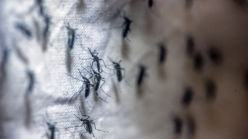 Биолог Марьинский: первые комары появятся в средней полосе до праздников