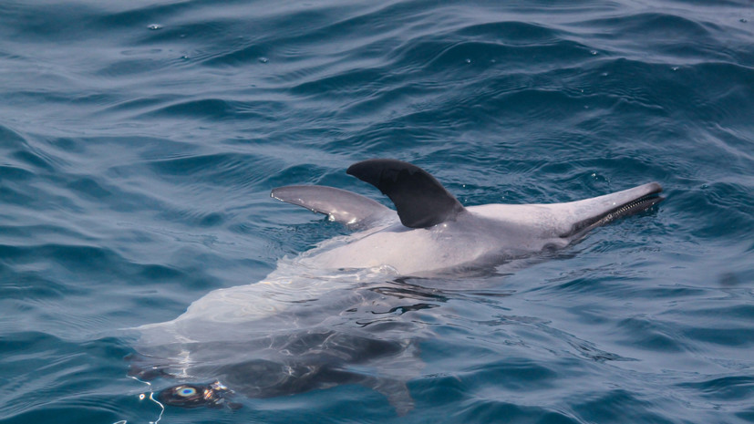 Прокуратура проверяет обстоятельства массовой гибели дельфинов в Анапе