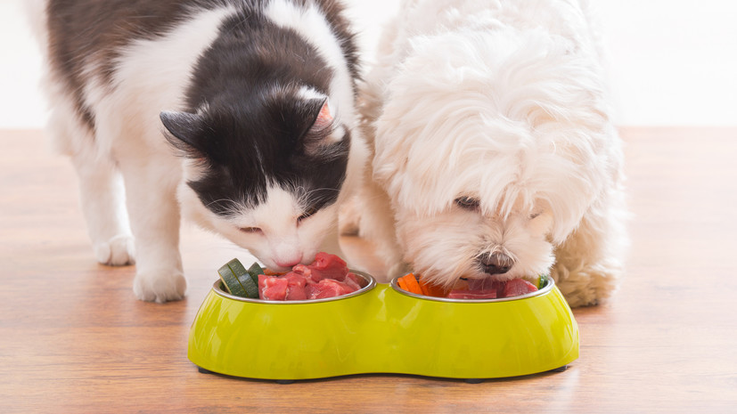 Специалист Гламаздин высказался о диетических кормах для кошек и собак