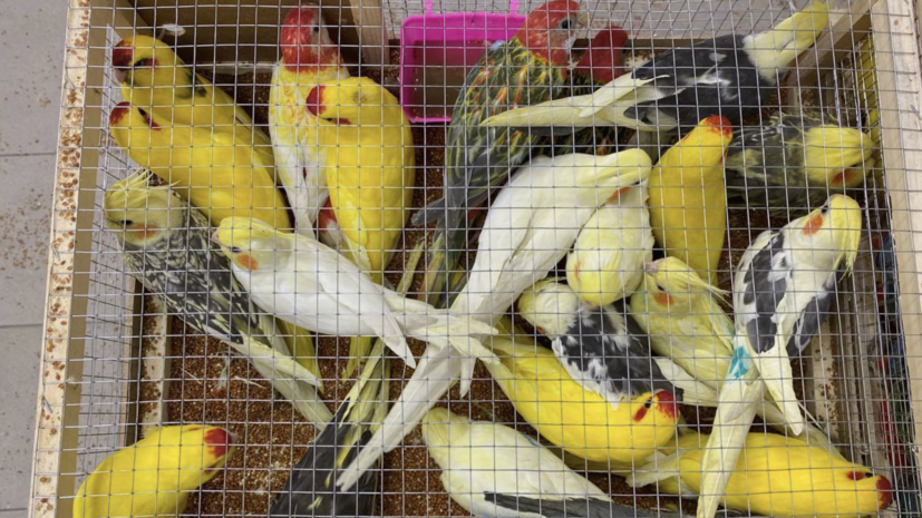 Таможенники изъяли 19 редких попугаев в подмосковном аэропорту Жуковский