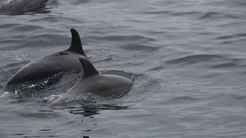 На побережье Австралии выбросило около 160 дельфинов
