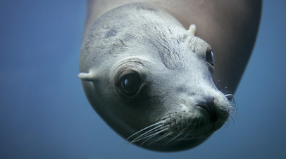 В Ленобласти спасли истощённых детёнышей тюленя и нерпы