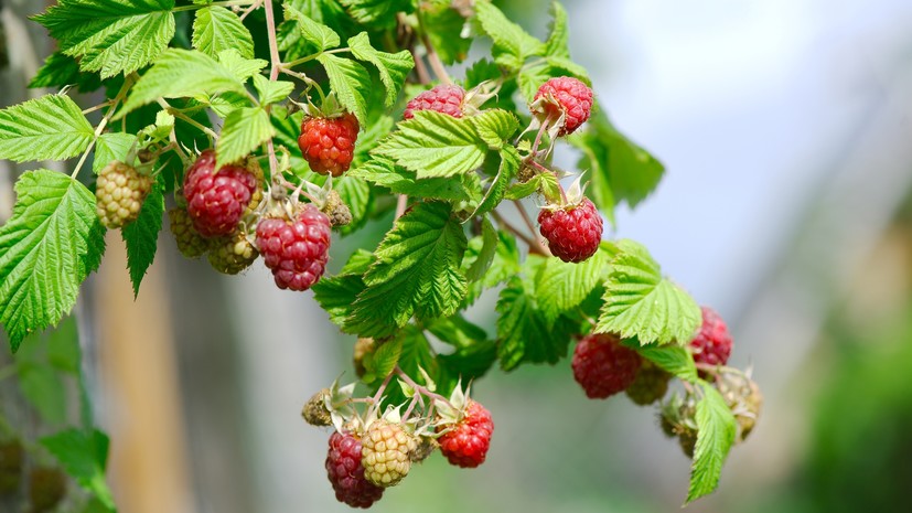 Тюменский малый бизнес увеличит площадь ягодных плантаций