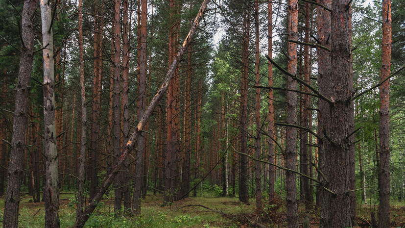 В Подмосковье рассказали о работе по очистке лесов от сухостоя