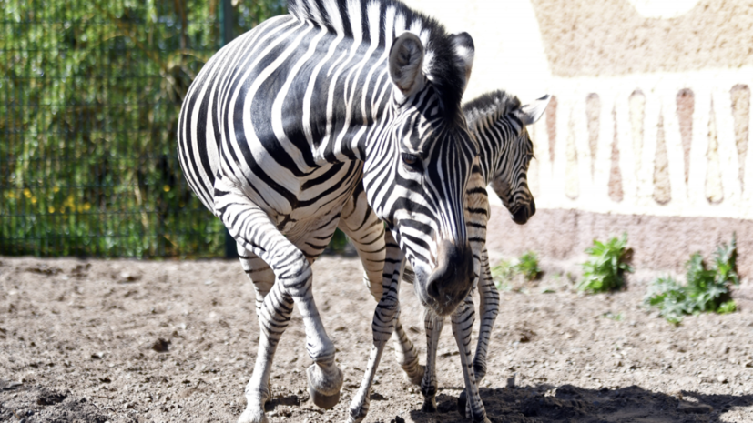 В зоопарке Казани впервые появилась на свет зебра