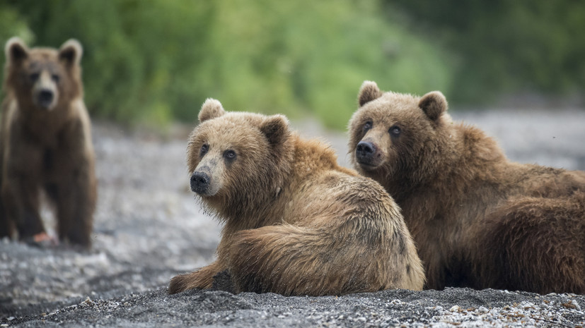 Браконьеры убили трёх медведей в камчатском заповеднике