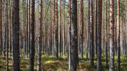 В Удмуртии восстановят 11 000 гектаров леса в 2024 году