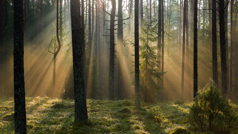 В России восстановили 1,4 млн гектаров леса в 2023 году