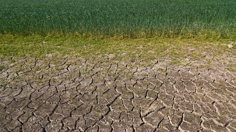 В Ростовской области объявили режим ЧС из-за почвенной засухи