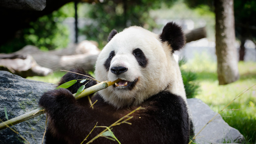 В Китае 12 туристам из-за поведения запретили посещать центр разведения панд
