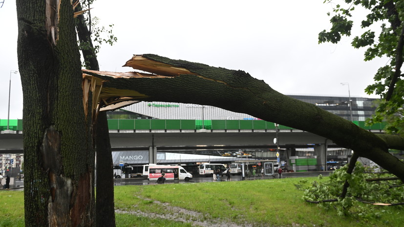 Бирюков: из-за урагана в Москве упало более 700 деревьев и повреждено 300 машин