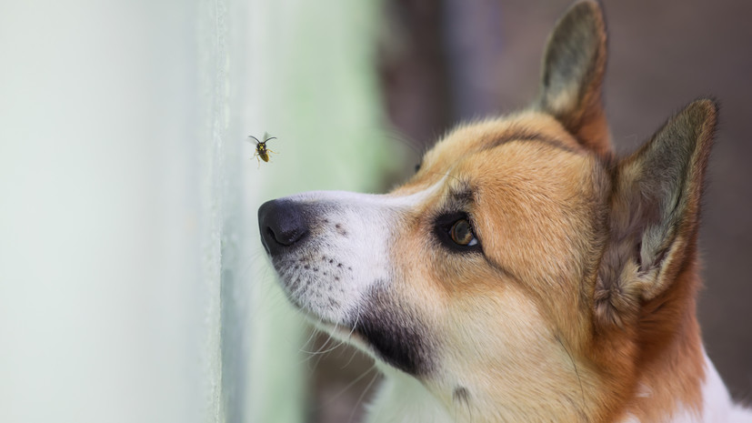Кинолог Голубев рассказал о насекомых, опасных для собак