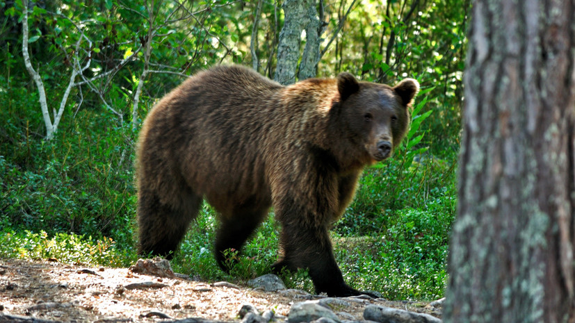 Биолог Глазков прокомментировал активность медведей в Подмосковье