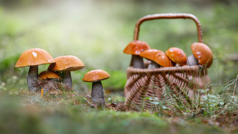 В Рослесинфорге спрогнозировали хороший урожай грибов в этом году