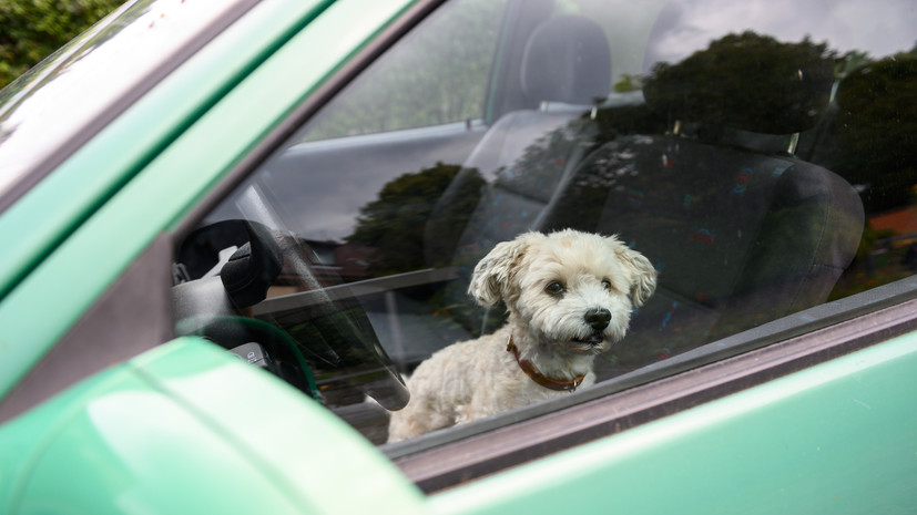 Ветеринар Шеляков призвал не оставлять животных в автомобиле в жару