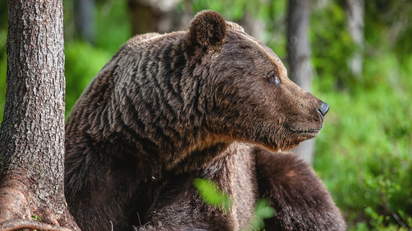 Охотничий инспектор Бороденко посоветовал не подкармливать диких медведей