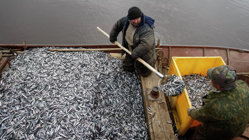Специалист назвал пиар-ходом призыв запретить экомаркировку для российской рыбы