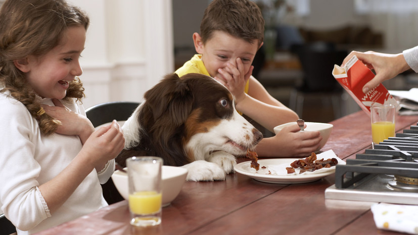 Ветеринар Меликова призвала не кормить собак едой со стола