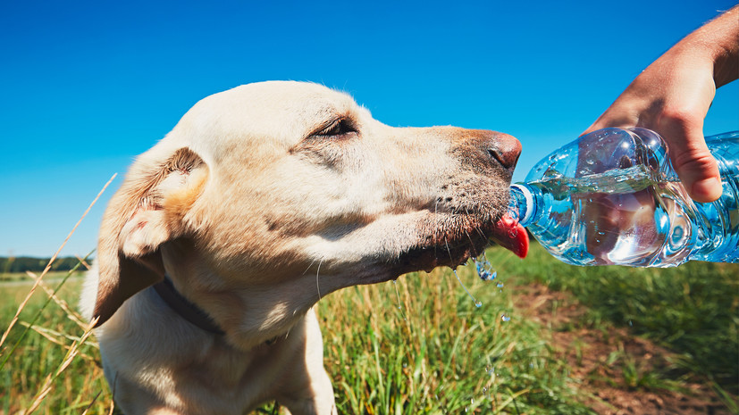 Ветеринар Аверина рассказала о способах поддержать здоровье собаки в жару
