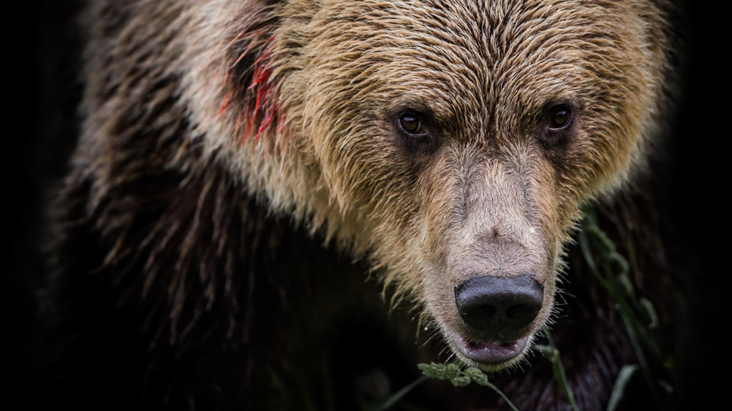 В Петербурге дрессировщица погибла при нападении медведя