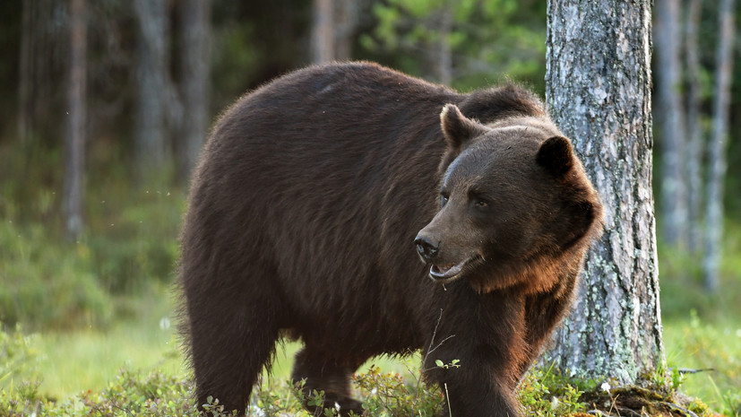 В селе Талая Иркутской области домашний скот пострадал от медведя