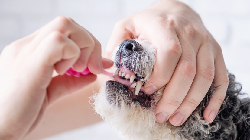 Кинолог Голубев посоветовал чистить собаке зубы