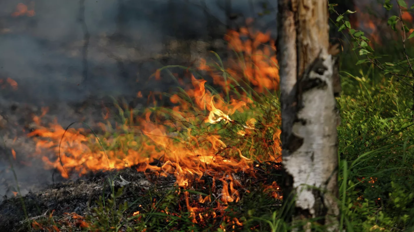 Специалист Куксин назвал человеческий фактор главной причиной природных пожаров
