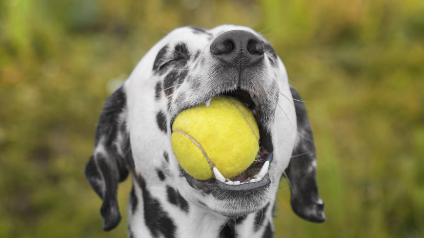 Ветеринар: собаки с темпераментом холерика часто во время игры глотают игрушки