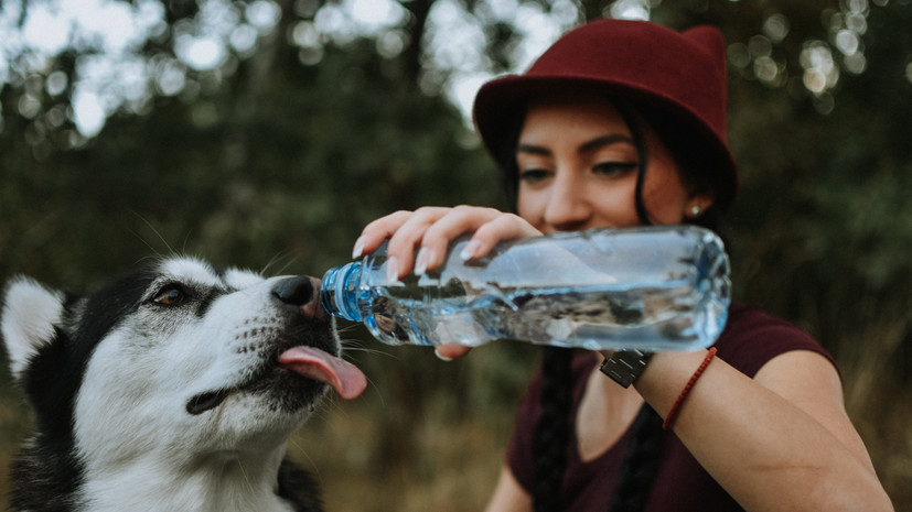 Кинолог Голубев посоветовал брать питьевую воду для собаки во время прогулки