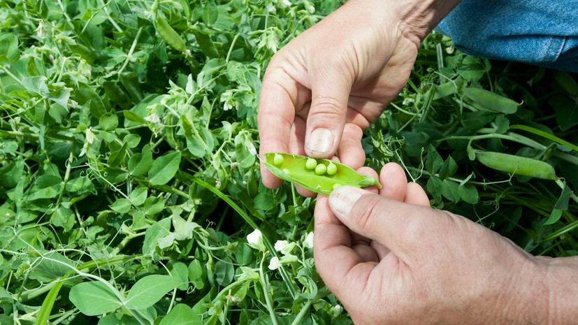 Садовод Туманов: в июле можно посадить горох и шпинат