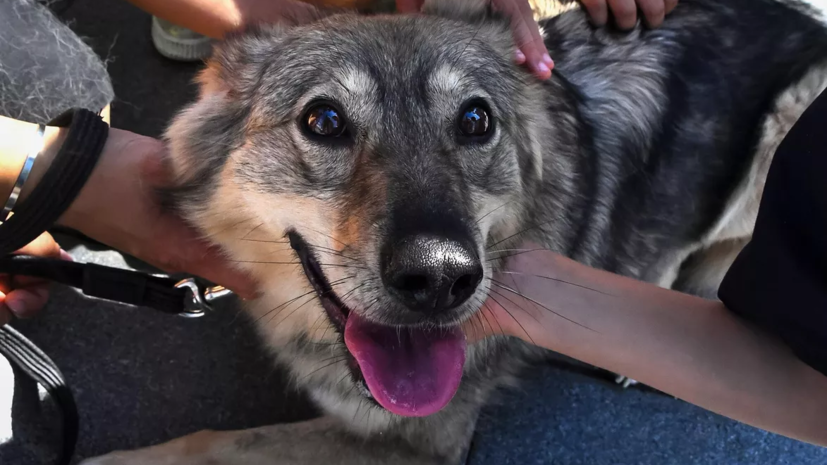 Ветеринар Земская рассказала, как помочь собаке во время отсутствия хозяина