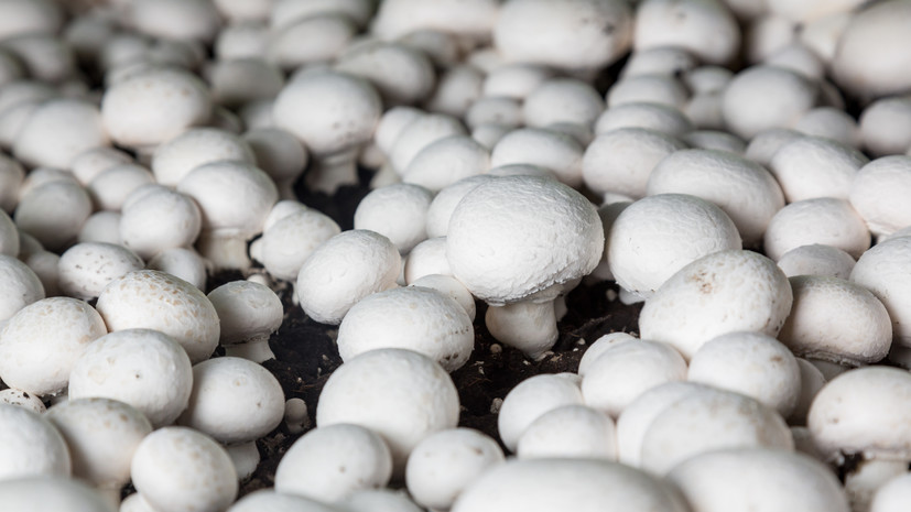«Ъ»: одному из крупнейших производителей грибов в России грозит банкротство