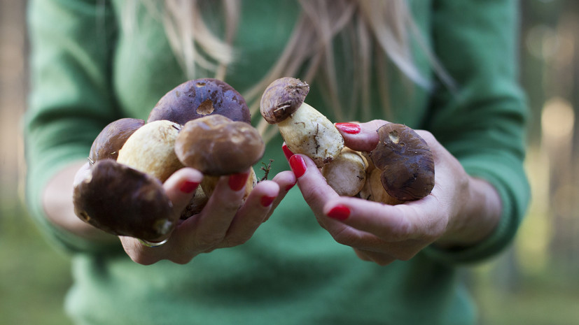 Биолог Глазков рассказал о пользе грибов