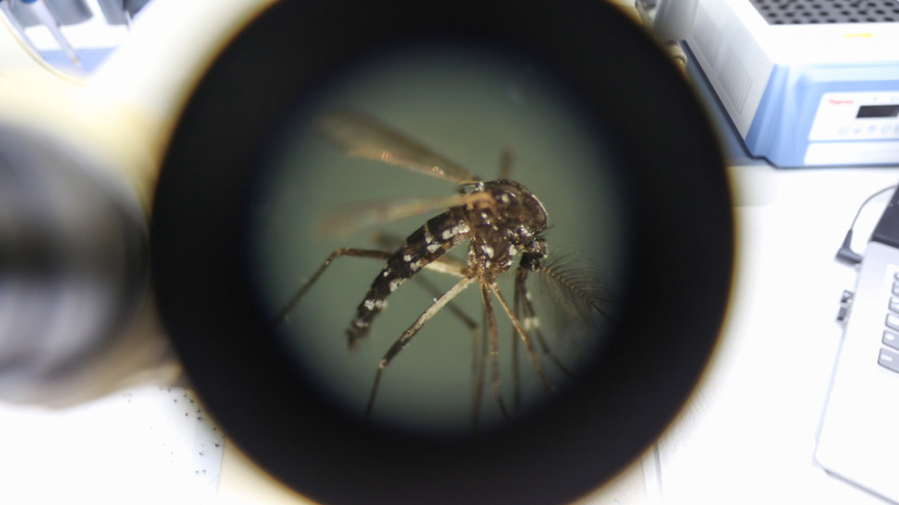 Французские власти работают над сдерживанием вируса денге во время Олимпиады