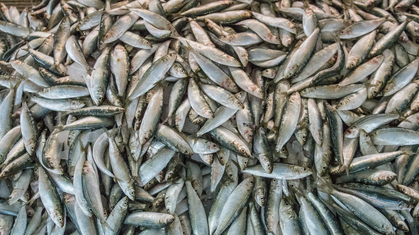 Welt: Евросоюз обсудит ограничения на ввоз российской рыбы