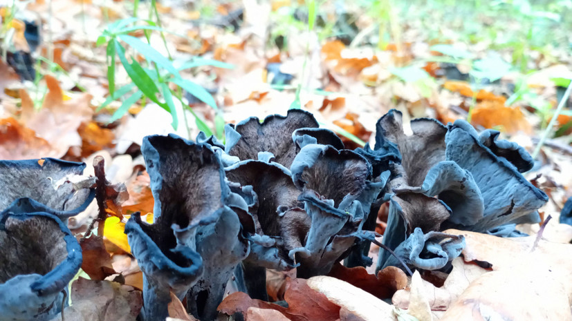 Диетолог Соломатина назвала чёрные лисички съедобными грибами