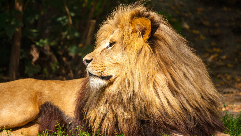 Ленинградский зоопарк переходит на зимний график с 23 сентября