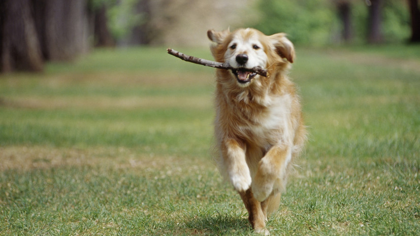 Депутат Арапов объяснил предложение ввести уголовную ответственность за догхантинг