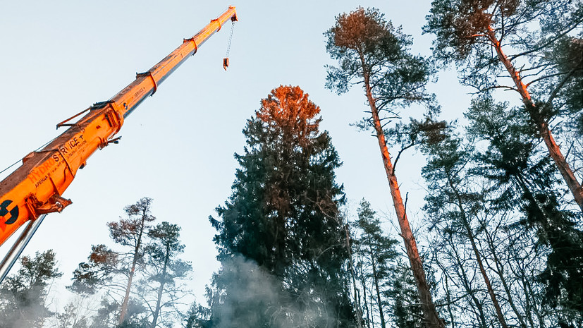 В Ленинградской области срубили ёлку для Дворцовой площади