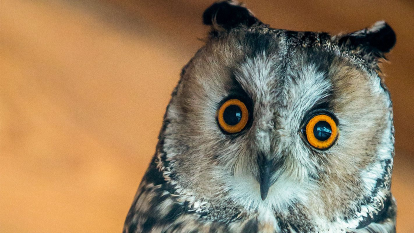 В экоцентрах Москвы 17—18 декабря пройдут тематические прогулки