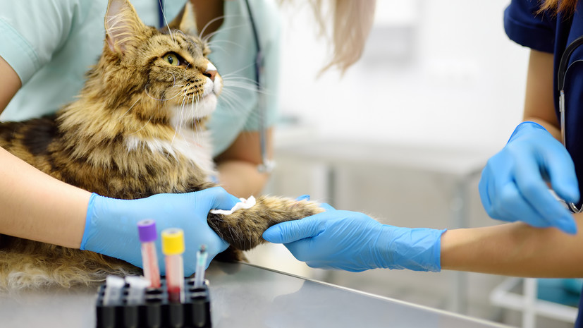 Московские госветклиники приняли около полумиллиона питомцев в 2024 году