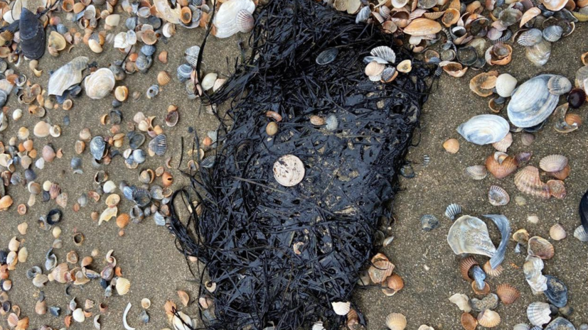 На Кубани зафиксированы выбросы мазута на берег Азовского моря