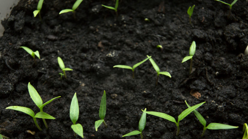 Садовод Воронова дала советы дачникам по подготовке к весеннему сезону
