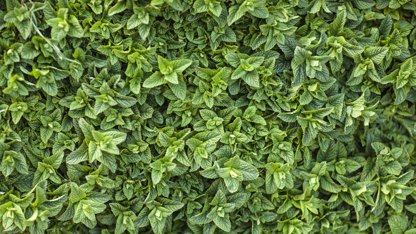 Нутрициолог Сергунина рассказала о противопоказаниях к употреблению мяты