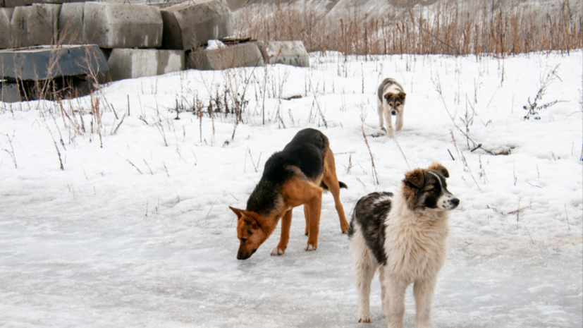 Законопроект о защите детей от нападения бездомных собак подготовят к 28 февраля