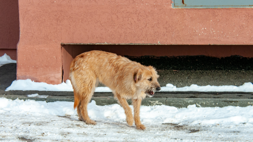 Кинолог Голубев рассказал о звуковых кнопках для собак