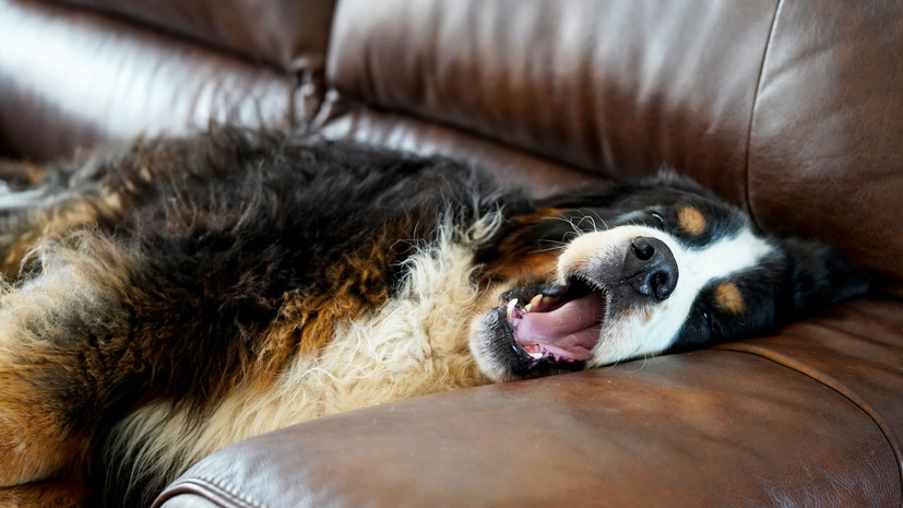 Губернатор Владимиров: разведение крупных собак необходимо лицензировать